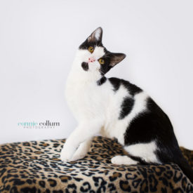 black and white domestic shorthair cat