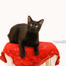 Domestic Short Hair Black Cat Breed Alabama Animal Adoption