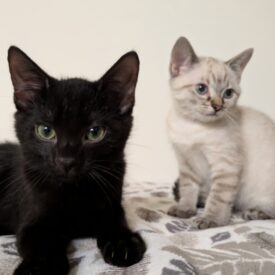 MOCHI & FRANKIE HAVE BEEN ADOPTED